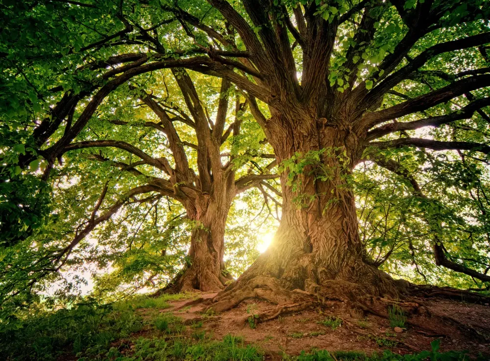 Understory of two arching trees, with sunlight glowing through the leaves and branches.