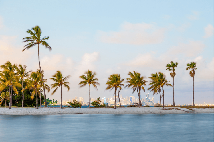 Photo of palm trees on a beach