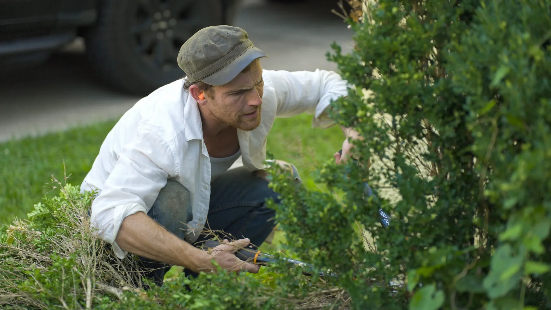 An Old Growth team member squatting to tend to the bottom of a bush