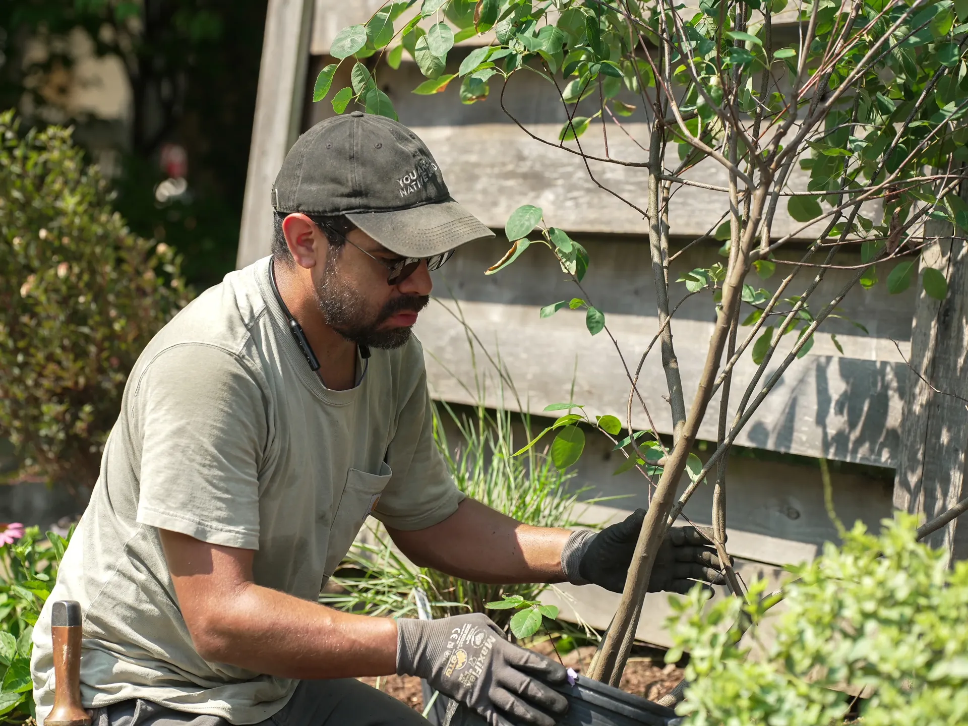 Old Growth landscaper planting a small tree