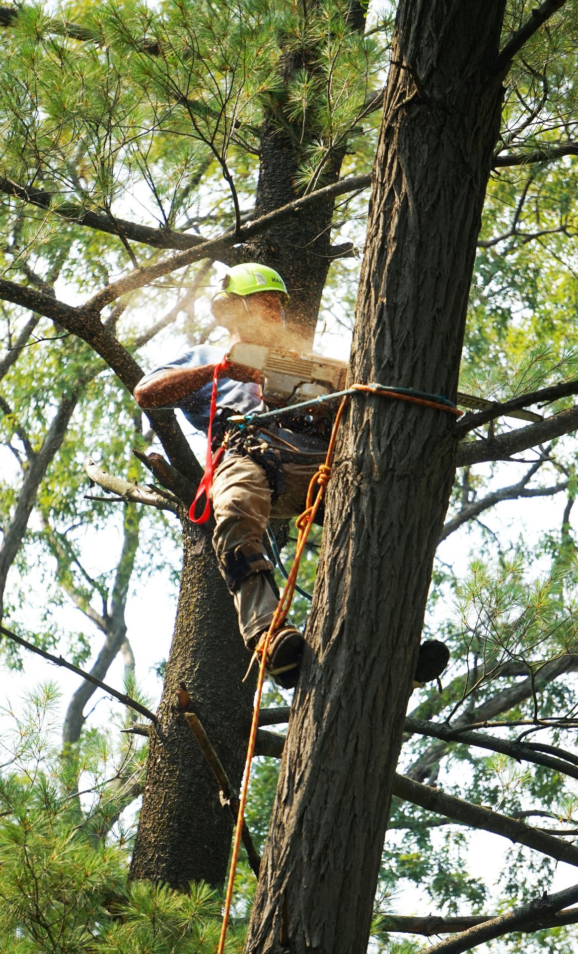 Picture of an arborist climbing a tree